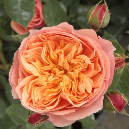 E-commerce, vendita, rose, in, vaso rose nostalgiche - arancione - Rosa Natalija™ - rosa dal profumo discreto - PhenoGeno Roses - ,-